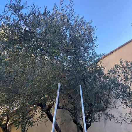 Les Oliviers Pansiyon *